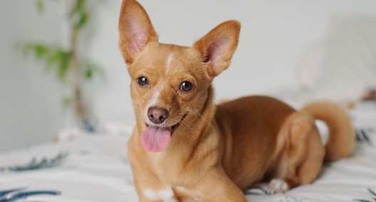 Pet-Friendly at Newberry square apartments in Lynwood, WA 