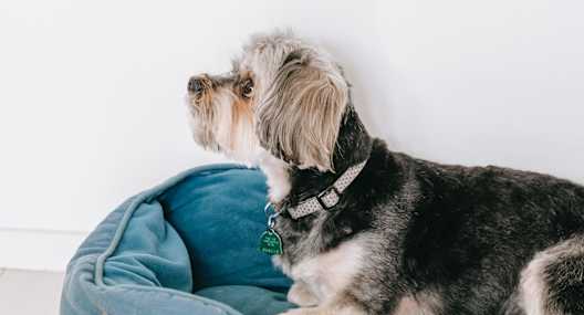 We're pet friendly at Sedona Lone Mountain