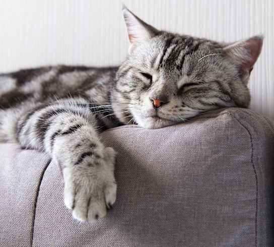 A cat with grey and black stripes is sleeping on a grey couch.