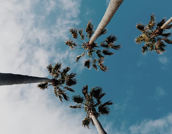Palm trees reaching up towards the sky.