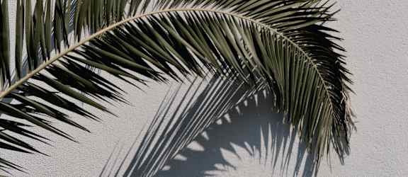 the shadow of a palm tree against a white wall
