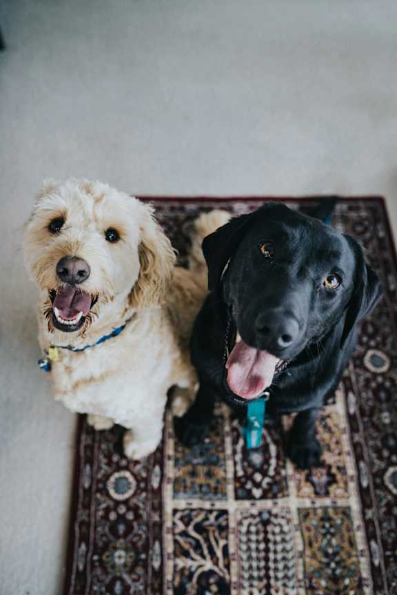 Two dogs sitting on a patterned rug.at Alante Homes at Spring Run, Caldwell, 83607