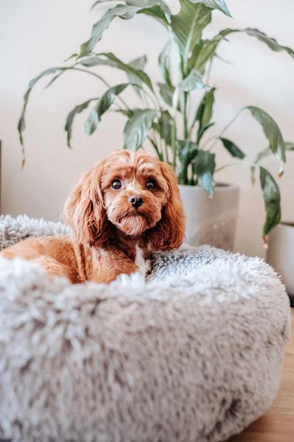 A small brown dog is sitting on a fluffy white bed.