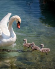 a swan and three baby swans in the water