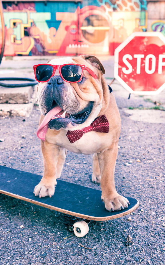 a dog wearing sunglasses and a bow tie standing on a skateboard at Connect on Northern Apartments, Glendale, AZ, 85301