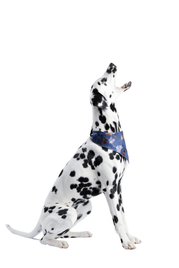 a dog standing on its hind legs at Chinoe Creek Apartments in Lexington KY
