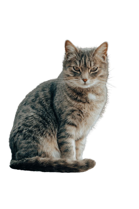 a cat on a black background at Chinoe Creek Apartments in Lexington KY