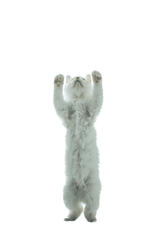 a white polar bear standing up with its hands in the air at The Courtyards of Chanticleer, Virginia Beach, VA