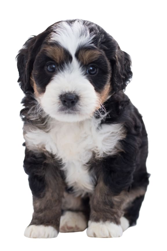 a brown and white dog with a black background  at Woodcreek Apartments, Cary, 27511