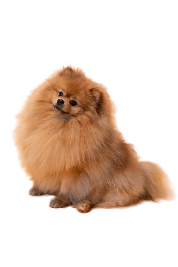 a brown and white dog with a black background at The Falls, Raleigh, 27612