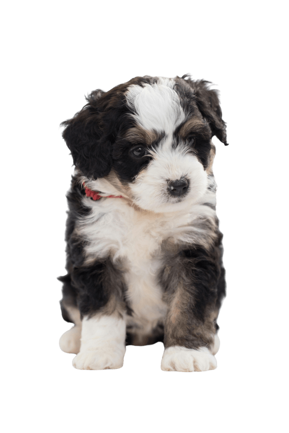 a black and white puppy sitting on a black background