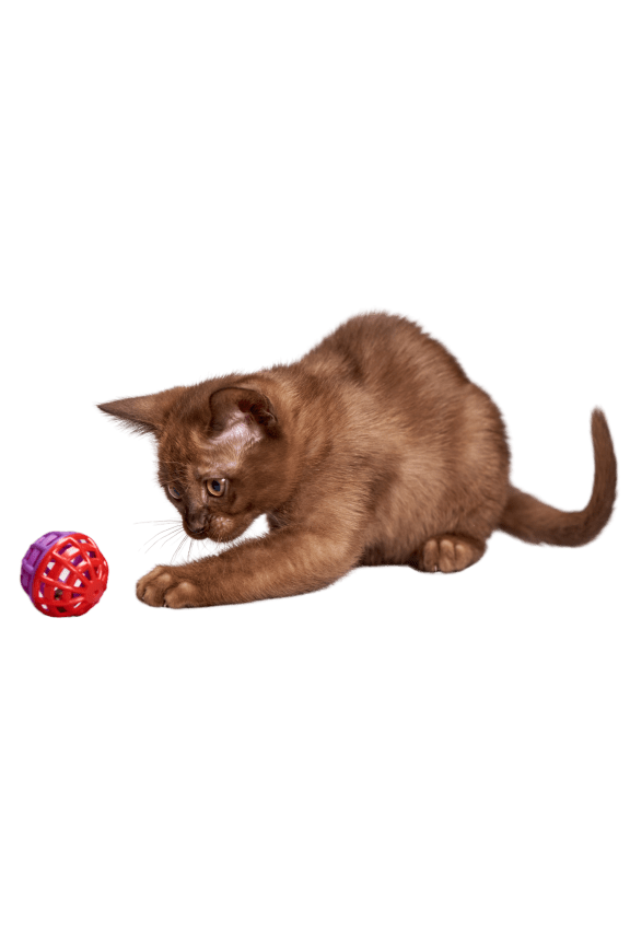an orange kitten playing with a red ball