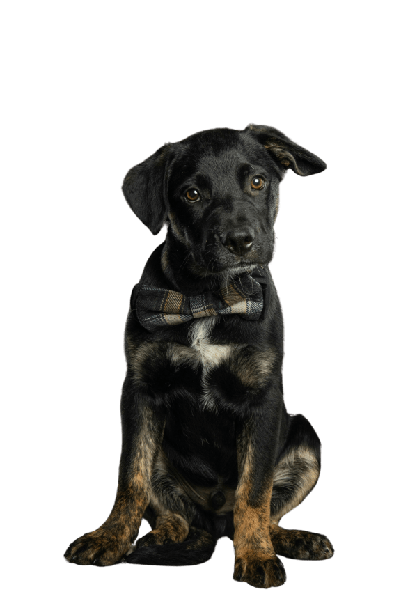 a black dog with a bow tie sitting