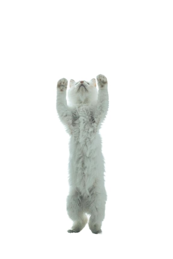 a white cat standing on its hind legs with its hands in the