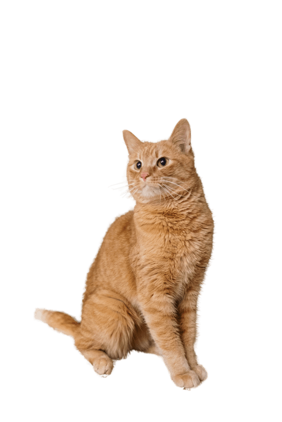 an orange cat sitting on a black background
