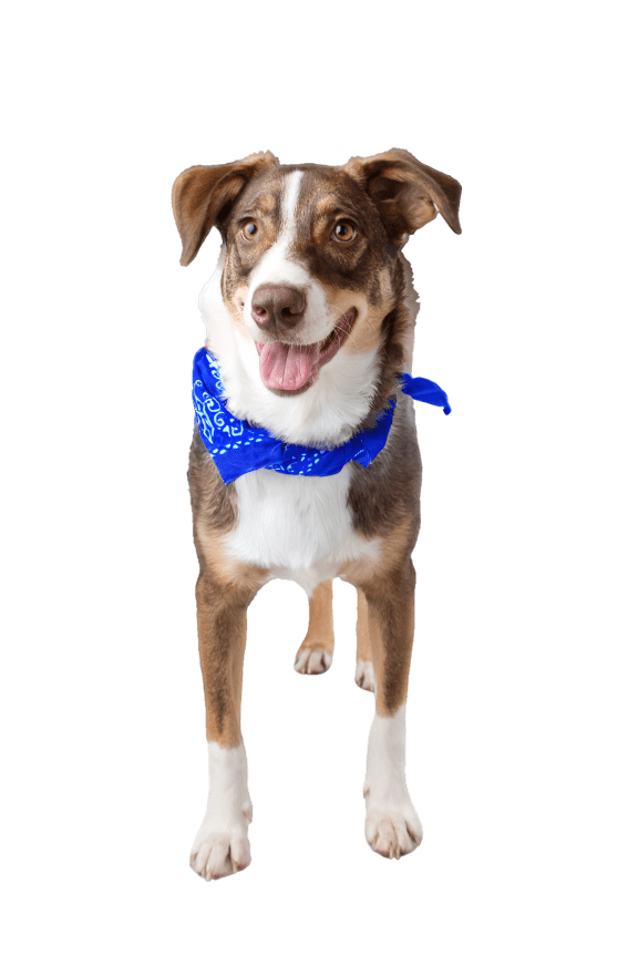 a brown and white dog with a blue bandana