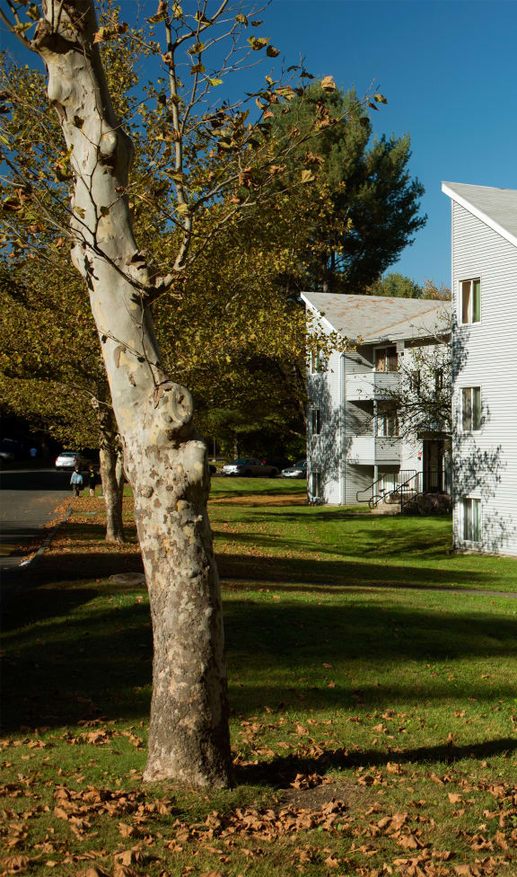 a large white apartment building with a tree in front of it