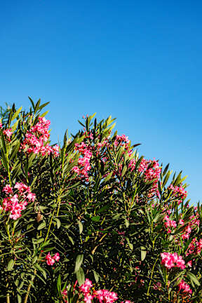 A bush with pink flowers against a blue sky.