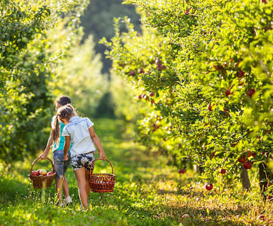 two girls walking through an orchard carrying baskets of fruit at Bigelow Commons, Enfield, Connecticut