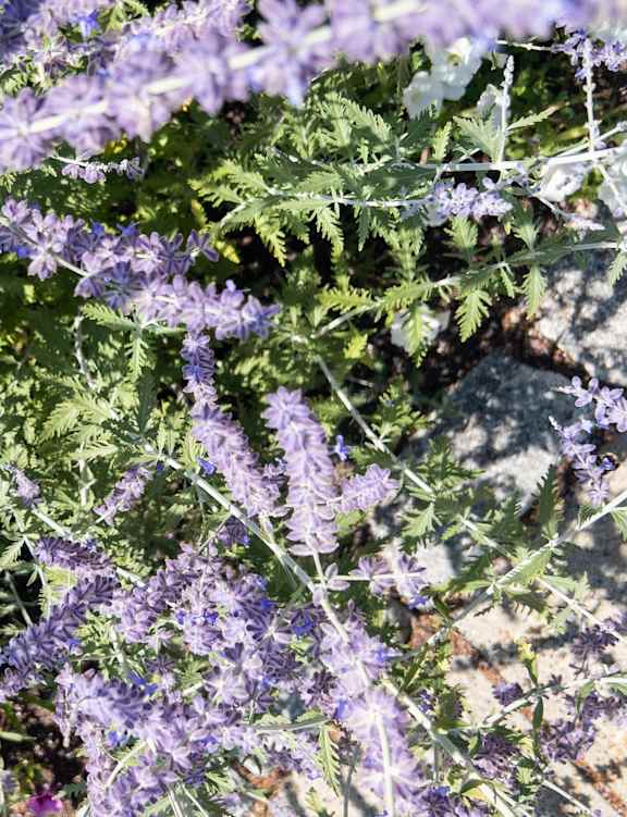 Purple flowers in the sunlight.