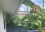Thumbnail 11 of 28 - A black gate is in front of a concrete wall and a banana tree.