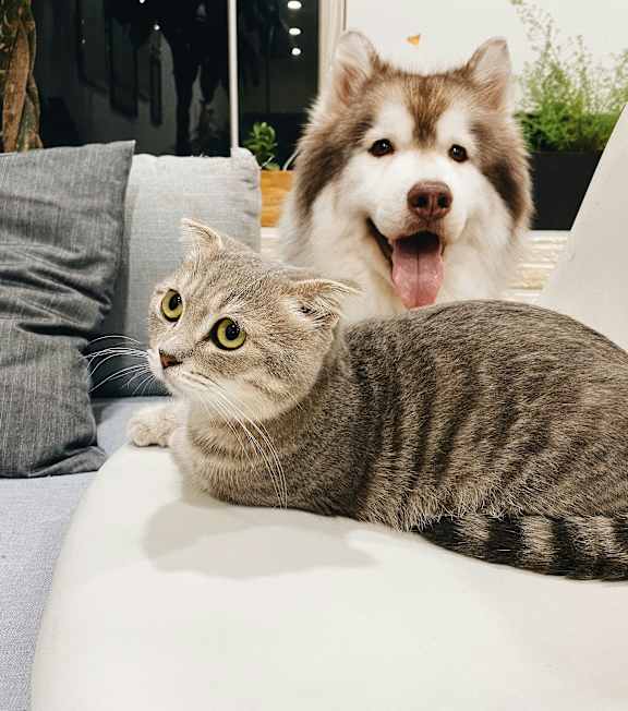 A cat and a dog are sitting on a couch.