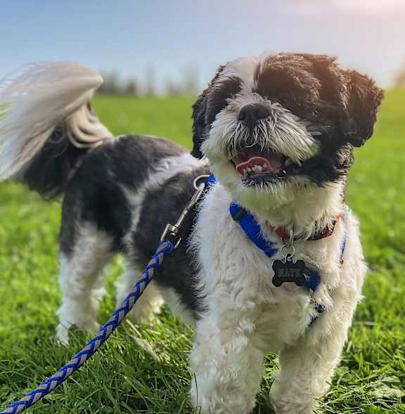 Small dog at Vineyard Terrace Apartments, California