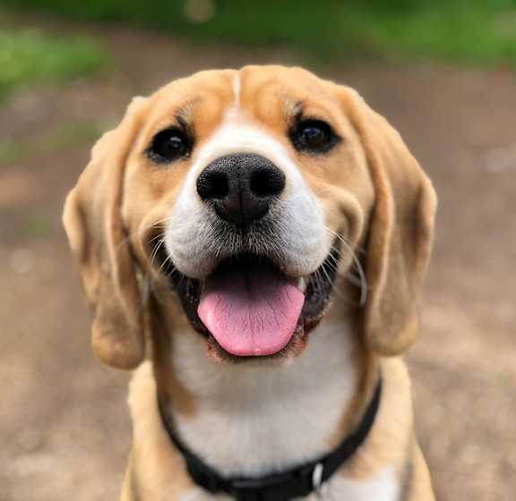 A beagle dog with its tongue out looking at the camera.