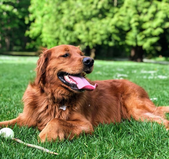 a dog laying in the grass with a ball at Seasons at Meridian, Meridian, ID, 83642