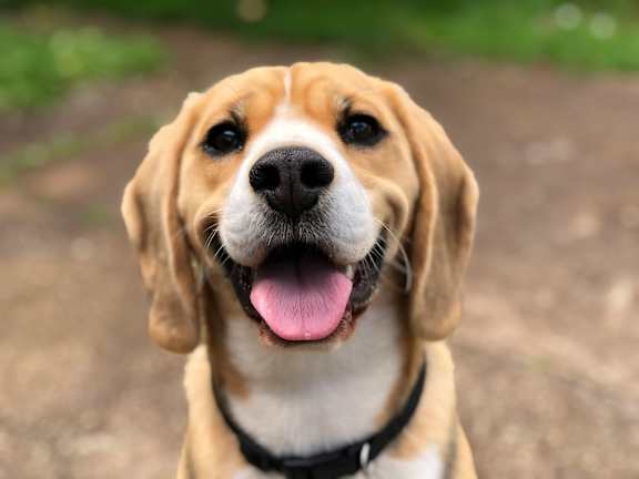 A beagle dog with its tongue out looking at the camera.