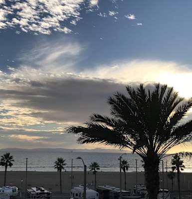 a palm tree on the beach with the ocean in the background