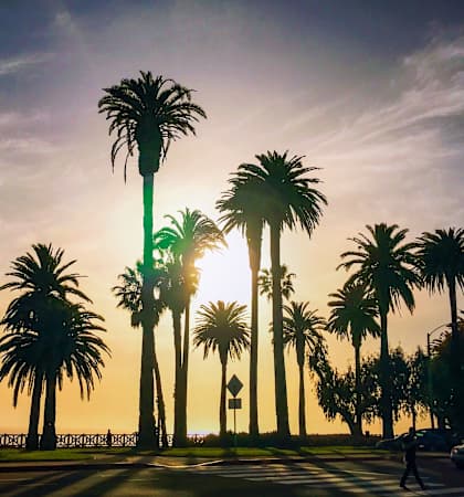 Palm trees line a street at sunset.