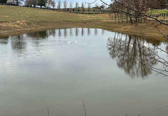 a pond with two ducks swimming in it