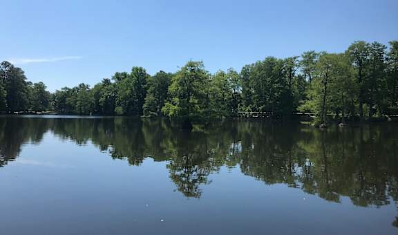 A serene lake surrounded by lush green trees under a clear blue sky.