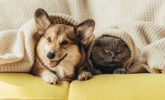 a cat and a dog laying on a couch under a blanket