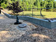 A young tree is planted in a hole in the ground next to a concrete retaining wall.