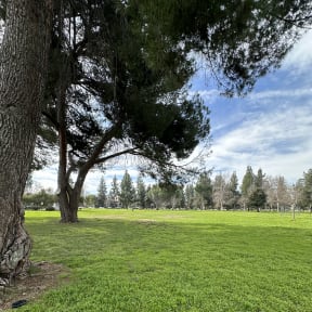 Grassy field with trees at City View Apartments at Warner Center, Woodland Hills, 91367
