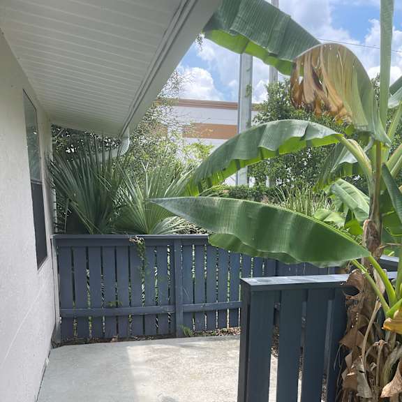 A black gate is in front of a concrete wall and a banana tree.