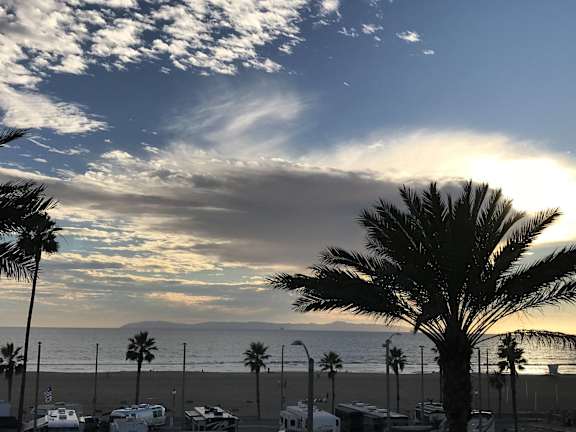 a palm tree on the beach with the ocean in the background