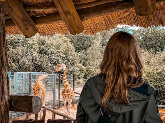 A woman in a grey jacket is looking at two giraffes in a zoo enclosure.