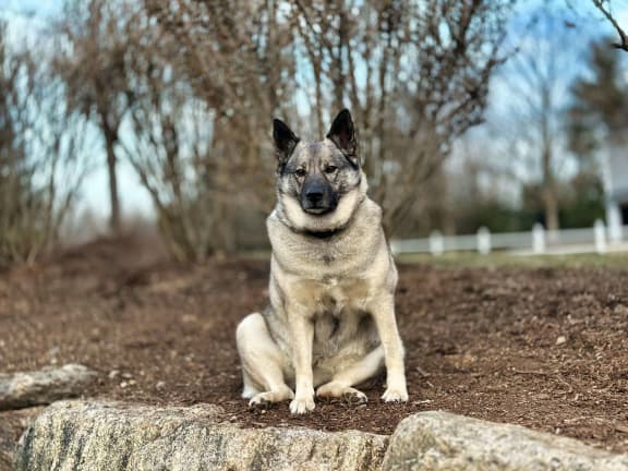 a dog sitting on the ground