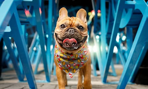 Pet-Friendly Apts at F11 East Village, San Diego