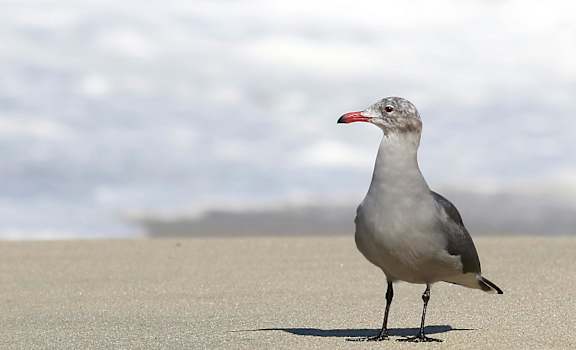 A seagull stands on the sandy beach.