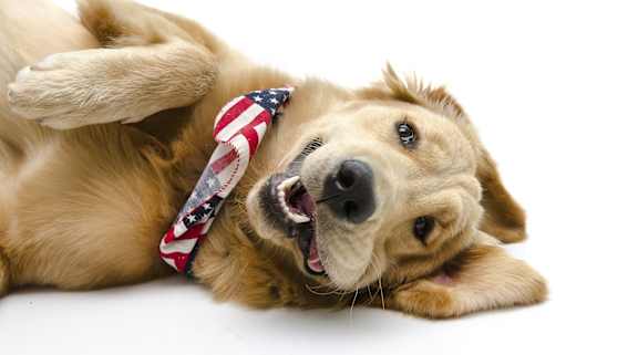 Golden Retriever Dog at Perryman Station Apartments, Aberdeen, Maryland