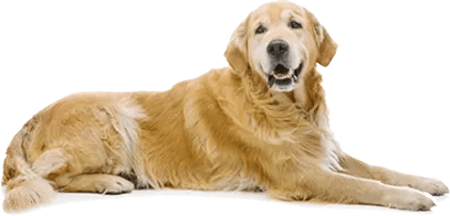 Pet Friendly Apartment Community at Park 3Eighty, Aubrey, TX, 76227