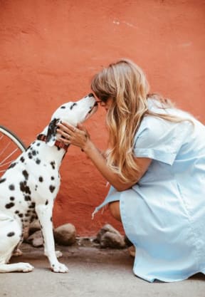 adult-black-and-white-Dalmatian-licking-face-of-woman at Casa Brera, Florida, 33463