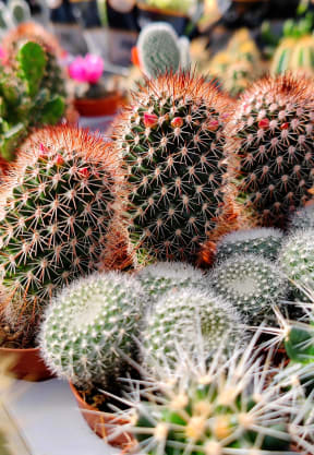 a variety of cactus in the nursery at Pima Canyon, Arizona, 85704