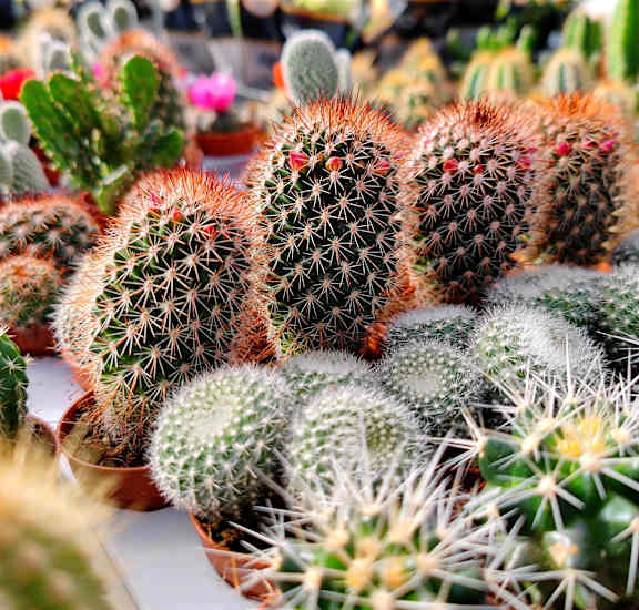 a variety of cactus in the nursery