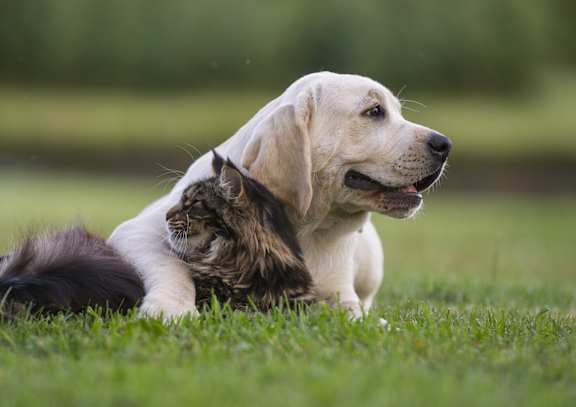 a dog and a cat laying in the grass