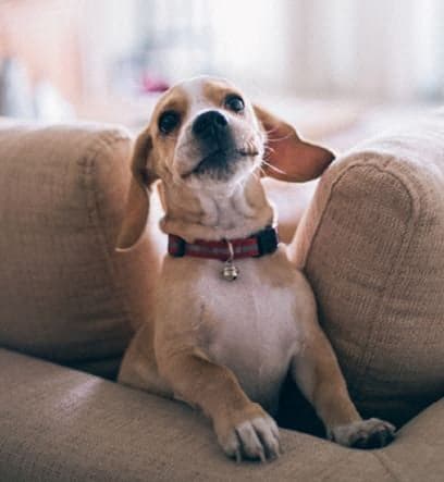 a brown dog sitting on a couch at Hampton in Highland Apartments, Highland, IN